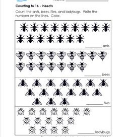 Counting to 16 - Insects