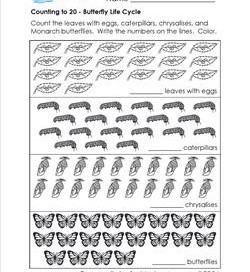 Counting to 20 - Butterfly Life Cycle