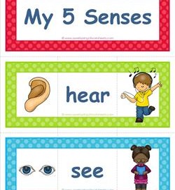 five senses vocabulary cards - matching pieces