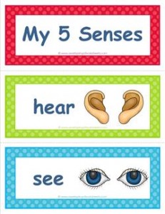 Five Senses Vocabulary Cards with Graphics of the Senses