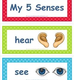 five senses vocabulary cards - senses - color
