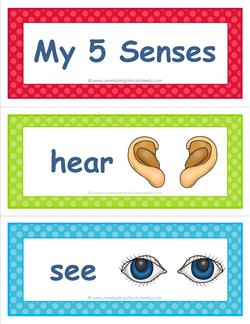 five senses vocabulary cards - senses - color
