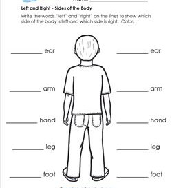 Left and Right - Sides of the Body - Position Words