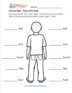 Left and Right - Sides of the Body - Position Words