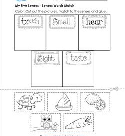 my five senses - senses words match